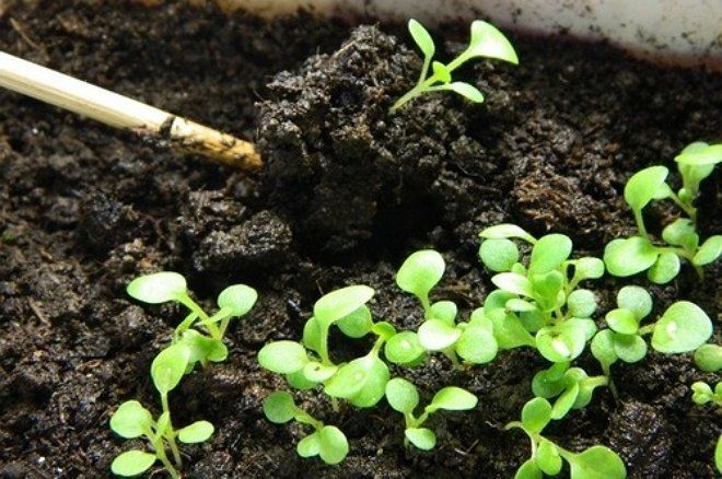 Маленькие секреты выращивания рассады петуний